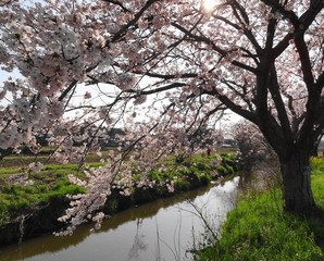 今井の桜
