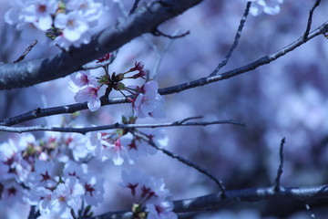 Japanese national flower cherry blossom.