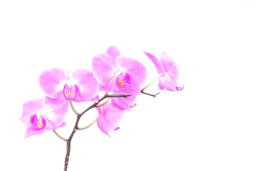 Naklejka na ściany i meble Überbelichtete Orchidee vor weißem Hintergrund