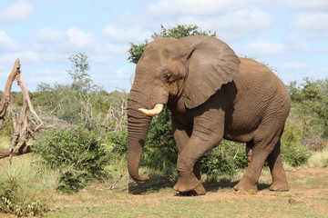 Afrikanischer Elefant / African elephant / Loxodonta africana