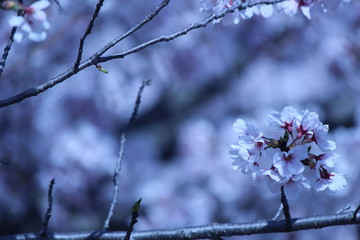 Japanese national flower cherry blossom.