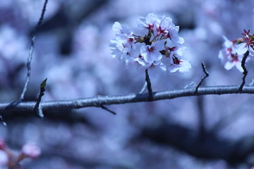 Japanese national flower cherry blossom.