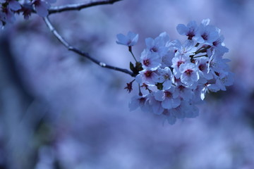Japanese national flower cherry blossom.