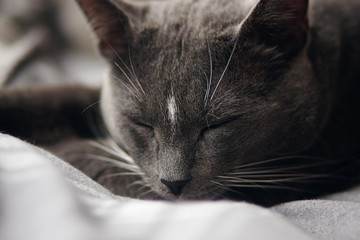 Gray home cute cat with a white spot on his forehead sleeping soundly, lying on a blanket