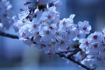 Japanese national flower cherry blossom.