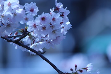 Japanese national flower cherry blossom.