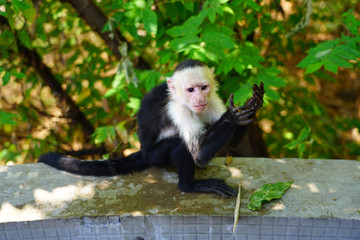 A white-headed capuchin monkey (cebus capucinus) by the pool in Peninsula Papagayo, Guanacaste, Costa Rica © eqroy