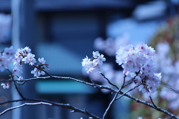 Japanese national flower cherry blossom.