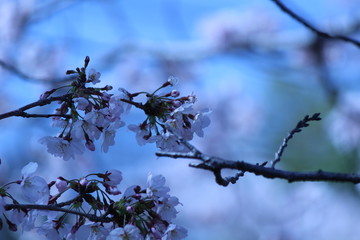 Japanese national flower cherry blossom.