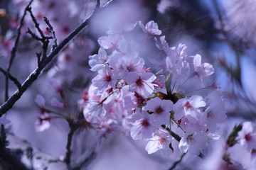 Japanese national flower cherry blossom.
