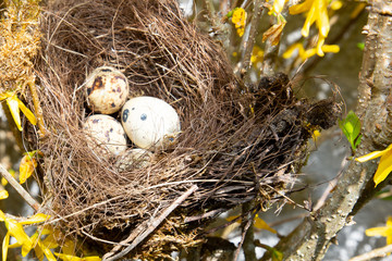 spring eggs in the nest nature babies