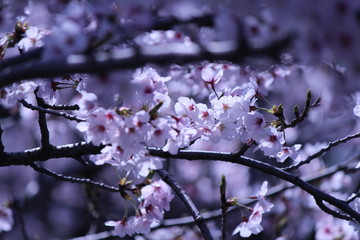 Japanese national flower cherry blossom