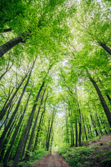 Grüner Wald im Frühling