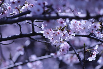 Japanese national flower cherry blossom