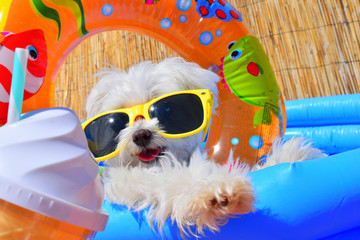 funny puppy dog with sunglasses in the pool