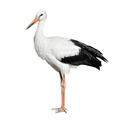 Crane bird isolated on white