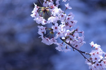 Japanese national flower cherry blossom