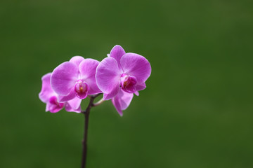 Orchidee vor grünem Hintergrund