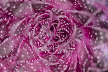 Close Up of Cactus Succulent Plant Macro Abstract