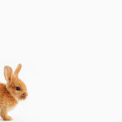 Easter bunny peeking out from the bottom edge of the postcard.