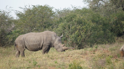 Nashorn Afrika