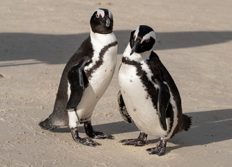 Obraz premium African penguins at Boulders Beach in Simonstown, Cape Town, South Africa.