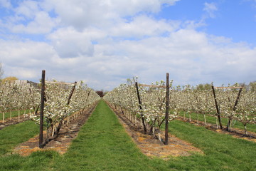 an orchard in holland with rows of pear trees with white blossom and a blue sky with clouds in springtime