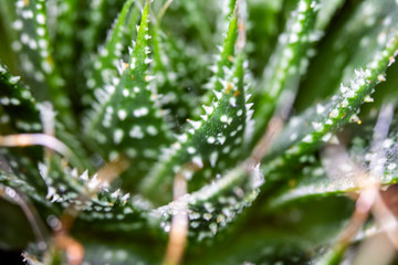 Close Up of Cactus Succulent Plant Macro Abstract