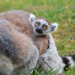 Portrait of a very small lemur katta cub on the mother's chest, The Netherlands