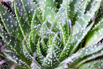 Close Up of Cactus Succulent Plant Macro Abstract