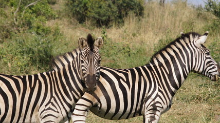 Fototapeta na wymiar Zebra Afrika