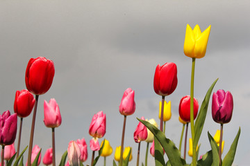 Fototapeta premium piękne różowe, czerwone i żółte tulipany w ogrodzie w Holandii na wiosnę i szare niebo w tle