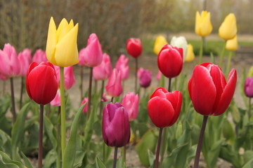 group with beautiful different colored tulips flowering in a garden in holland in springtime