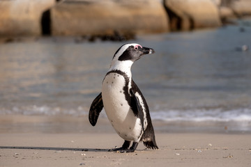 African penguin at Boulders Beach in Simonstown, Cape Town, South Africa.