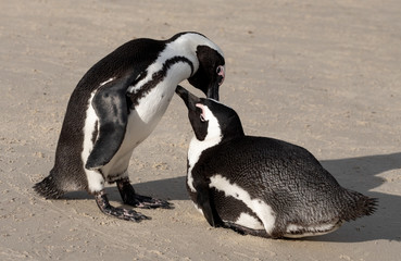 African penguins at Boulders Beach in Simonstown, Cape Town, South Africa.