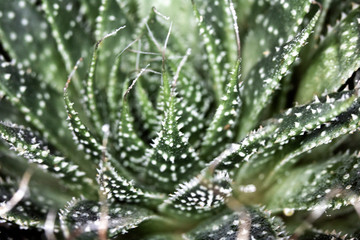 Close Up of Cactus Succulent Plant Macro Abstract