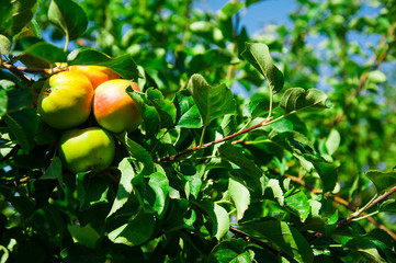 Apples grows on a branch among the green foliage