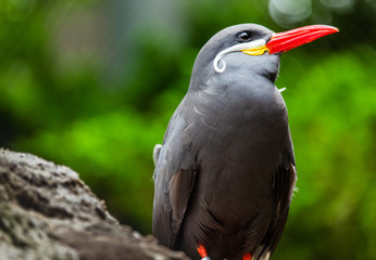 Bird with Red Beak