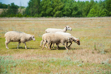 Fototapeta premium Flock of sheep on the meadow