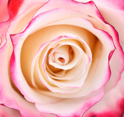 Fototapeta na wymiar Vibrant fresh pink and white rose close up.