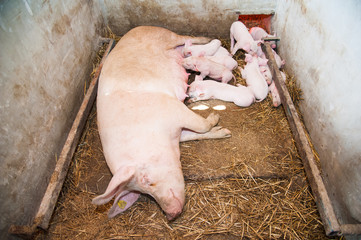 Little pigs breastfeeding in a pig farm