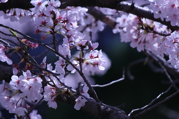 Japanese national flower cherry blossom
