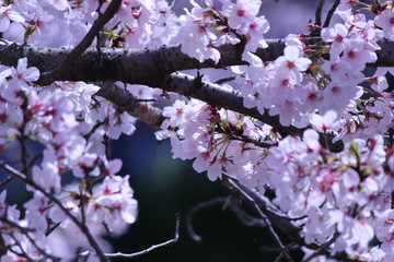 Japanese national flower cherry blossom