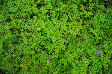 Forest Soil with Grass
