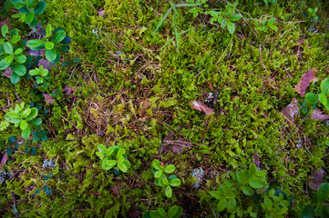 Obraz premium Forest Soil with Grass