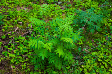 Naklejka na ściany i meble Small fern tree in the forest