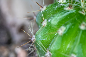 Close Up of Cactus Succulent Plant Macro Abstract