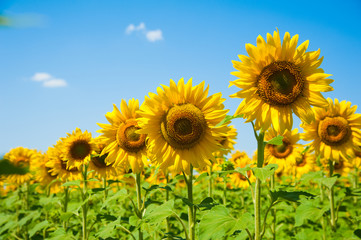 Obraz premium Sunflower field. Summer landscape