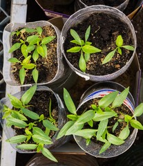 Tomato seedlings and peppers in a greenhouse at the farmer.