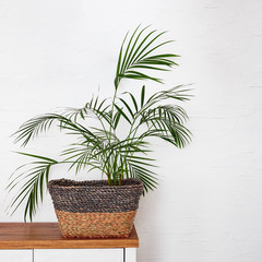 Fototapeta premium Plants in a wicker basket on a wooden shelf
